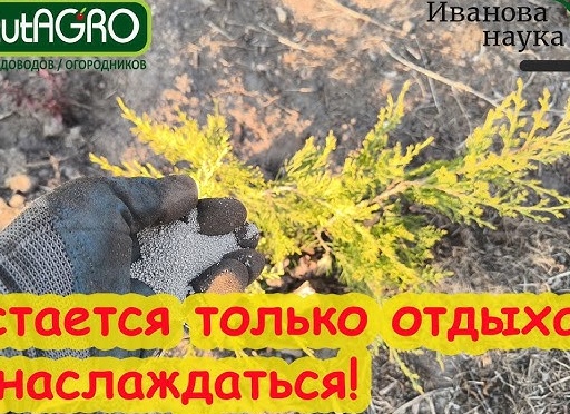 НЕ САЖАЙТЕ ХВОЙНЫЕ РАСТЕНИЯ пока не прочитаете эту статью! Правила которые нужно знать КАЖДОМУ!
