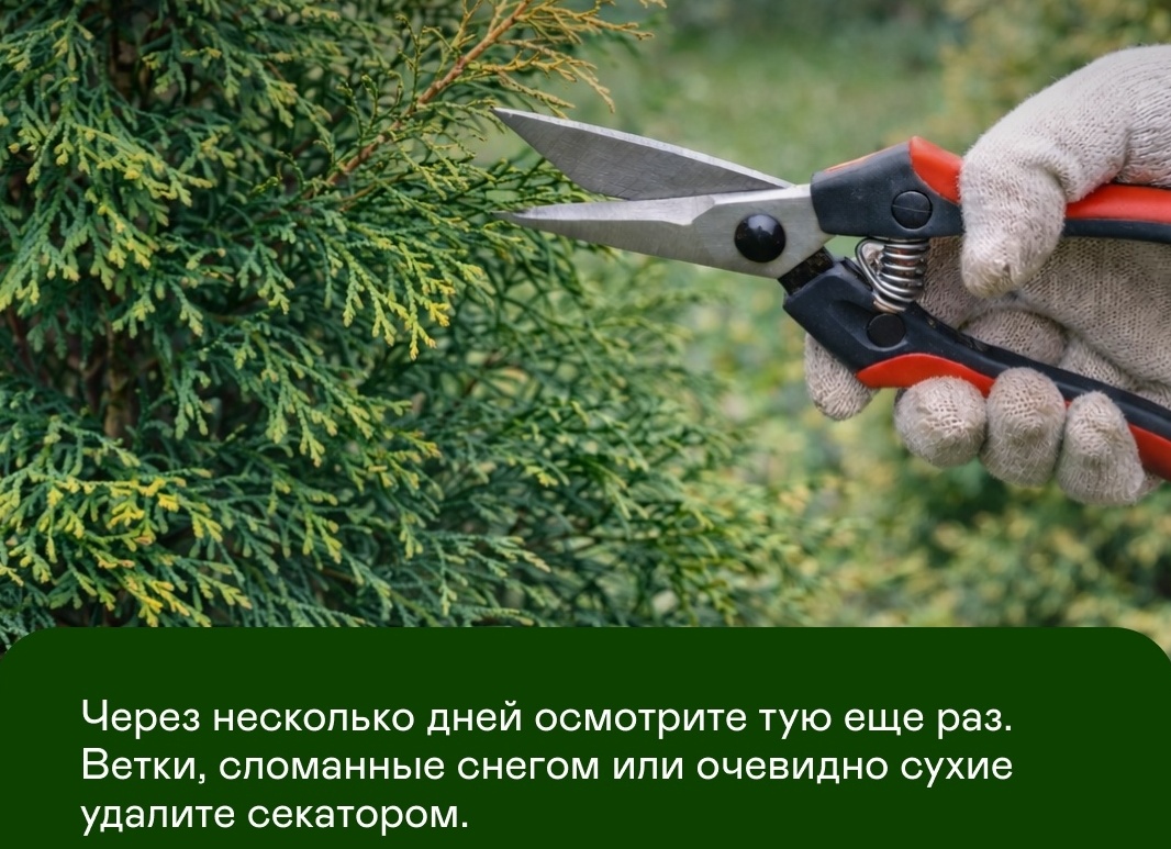 Туя пожелтела? С хвойными, особенно после зимы, такое случается